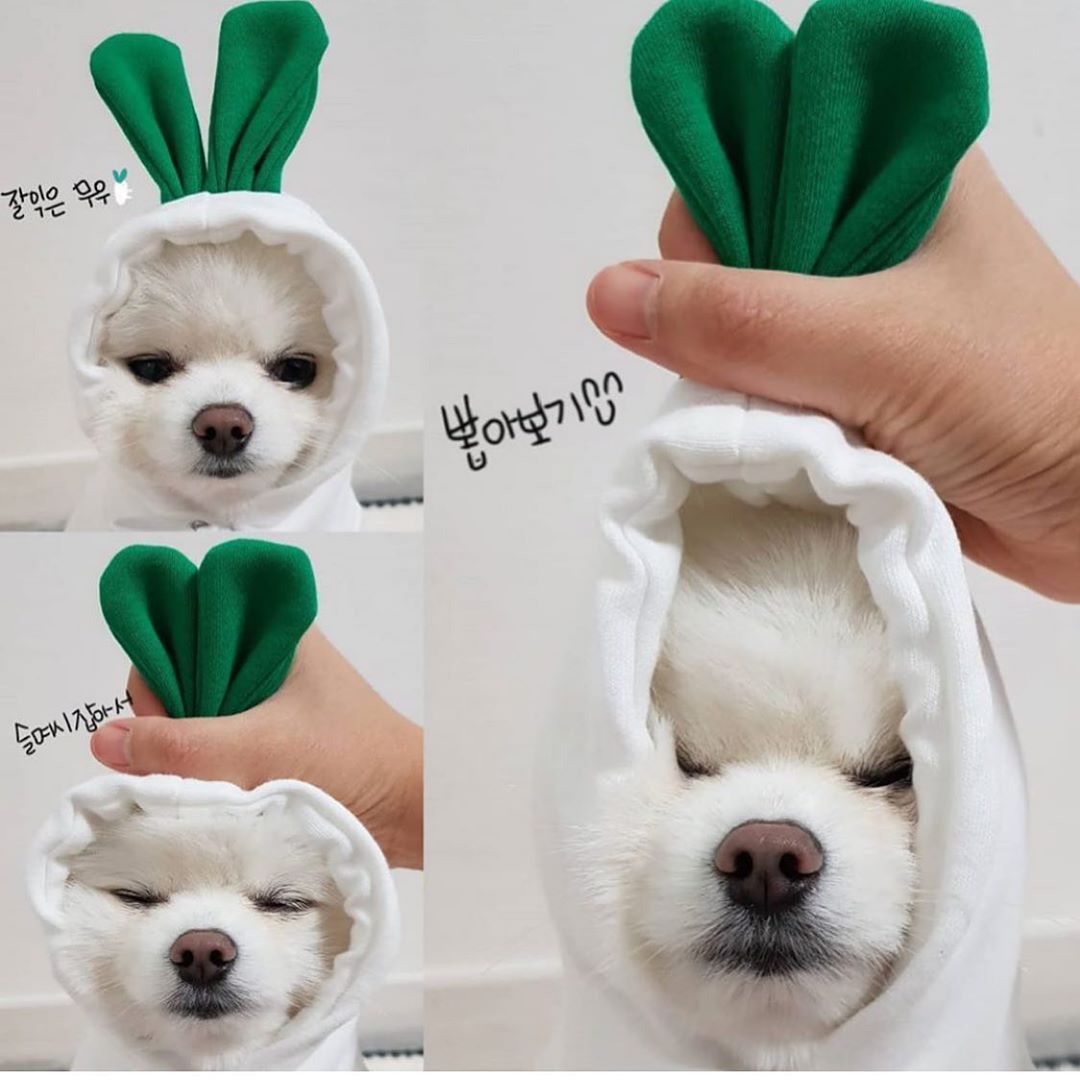 Niedliche Obst-Hundekleidung für kleine Hunde, Hoodies, warme Winter-Fleece-Haustierkleidung, Welpen-Katzenkostüm-Mantel für französische Chihuahua-Outfits